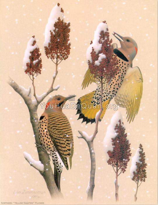 Northern Yellow-shafted Flicker - 威廉·齐默曼